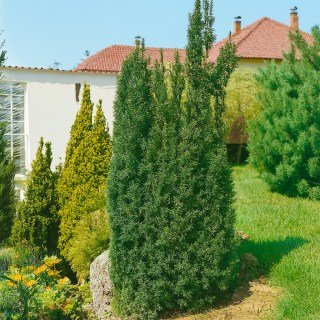 Тис ягідний Оверейндері (Taxus baccata Overeynderi) 