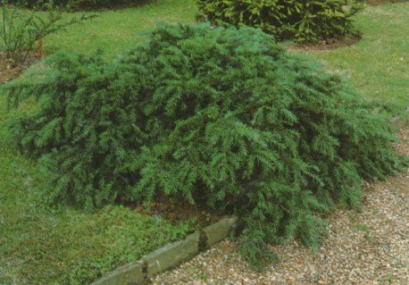 Taxus_baccata_Repandens_01