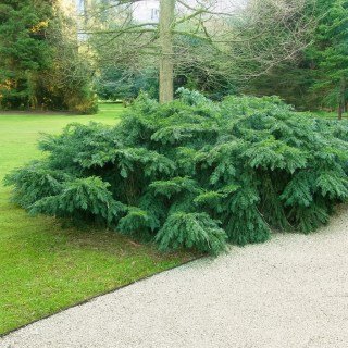 Тис ягідний Репанденс (Taxus baccata Repandens)