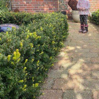 Тис гострокінцевий Лесков (Taxus cuspidata Lescow)