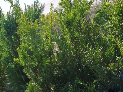 Taxus_cuspidata_Lescow_02
