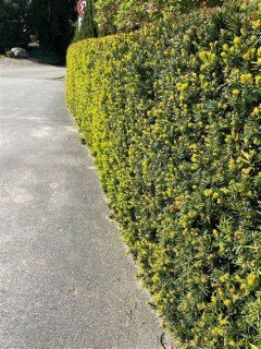Taxus_cuspidata_Lescow_04