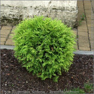 Thuja-occidentalis-Globosa-01