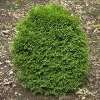Туя західна Вотерфілд (Thuja occidentalis Waterfield)