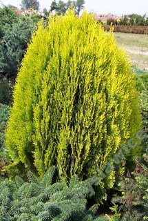 Thuja_occidentalis_Aurea_Nana_03