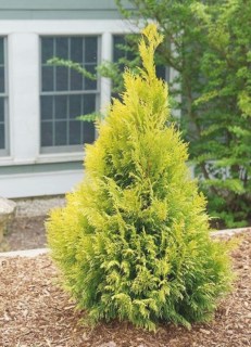 Thuja_occidentalis_Jantar_01