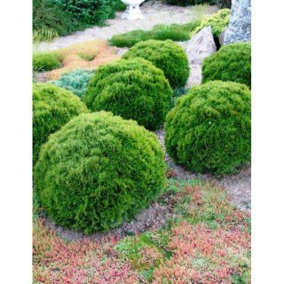 Thuja_occidentalis_Kobold_02