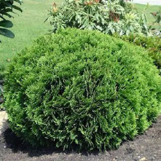 Туя західна Кобольд (Thuja occidentalis Kobold)