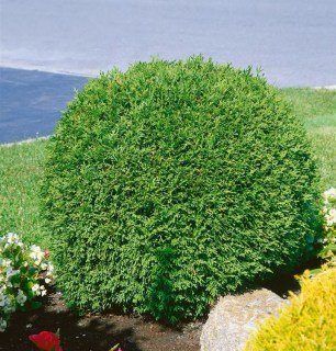 Туя західна Літл Чемпіон (Thuja occidentalis Little Champion)