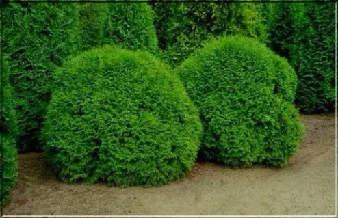 Thuja_occidentalis_Little_Champion_05