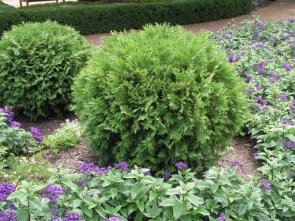 Thuja_occidentalis_Woodwardii_02