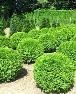 Туя західна Вудварді (Thuja occidentalis Woodwardii)