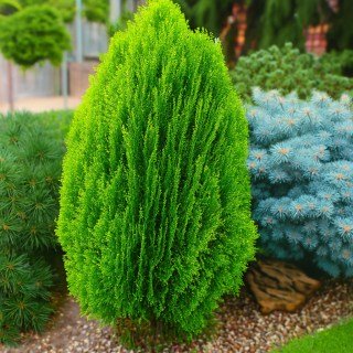 Туя складчаста Бібі (Thuja plicata Bibi) 