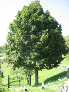 Tilia platyphyllos_01
