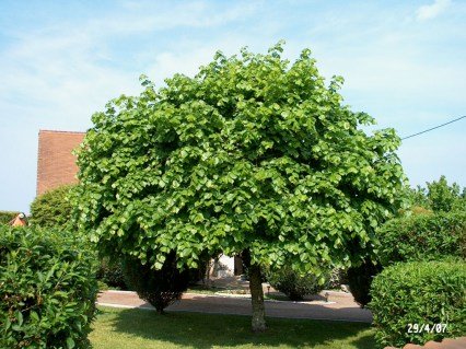 Липа широколиста або крупнолиста (Tilia platyphyllos)