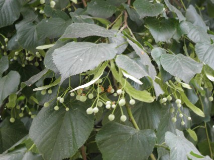 Tilia platyphyllos_04