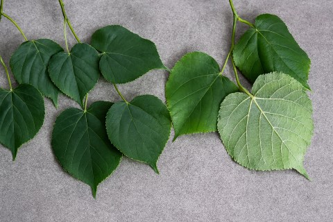 Листя липа серцелиста та липа широколиста