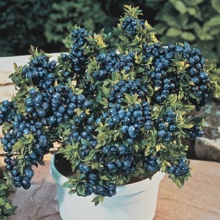 Чорниця садова Топ Хат