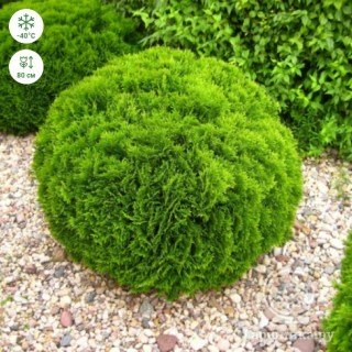 Туя Даніка (Danika) [контейнер, 0,5л]