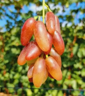 Vinograd-desertnyy-Aziya-rozovaya