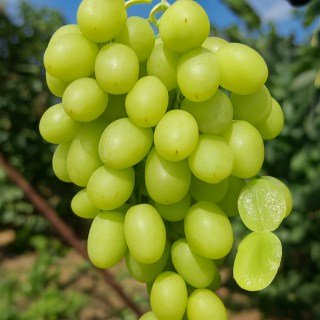 Виноград Кишмиш Азов