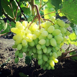  Виноград Кишмиш Геліодор