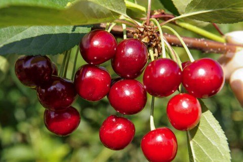 Вишня Іграшка [2-річний з відкритим коренем]