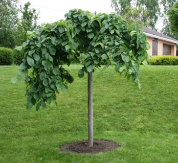 В'яз плакучий шорсткий Кампердауни на штамбі