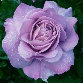 Троянда Вальц Тайм (Waltz Time)