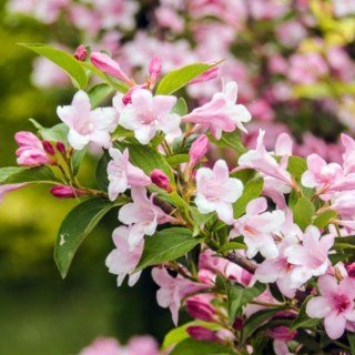 Вейгела квітуча Розеа (Weigela florida Rosea)