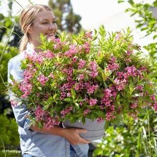 Weigela-florida-Picobella-Rosa-87410-1