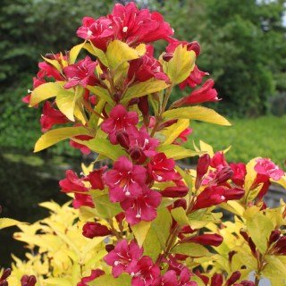 Weigela_Looymansii_Aurea_01