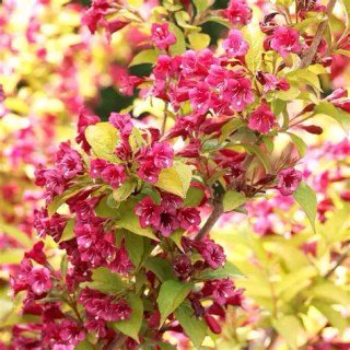 Вейгела Лоймансей Ауреа (Weigela florida Looymansii Aurea)