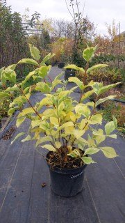 Реальны фото Лоймансей Ауреа 80см, контейнер 3л.