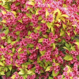 Weigela_Looymansii_Aurea_04