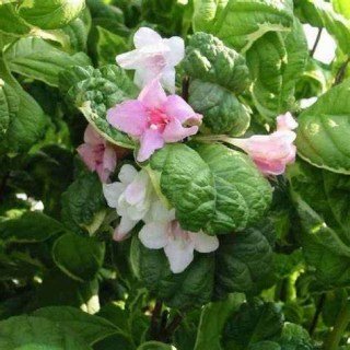 Вейгела квітуча Карикатура (Caricature) 