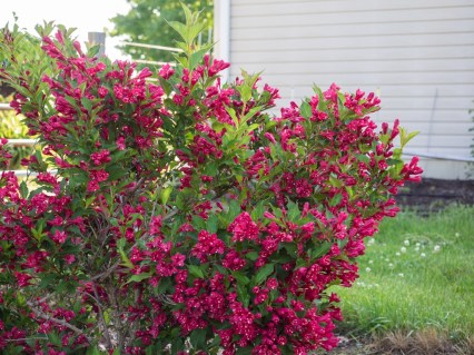 Weigela_florida_Red_aElYMOFxmOoZ