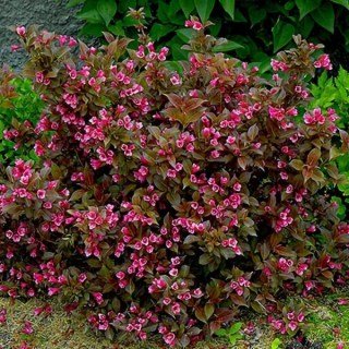 Вейгела квітуча Танго (Tango) 