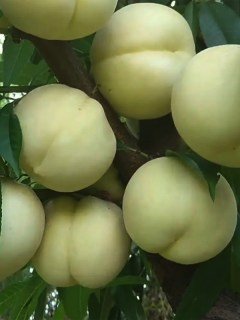 Білий Нектарин (White nectarine) [2-річний з відкритим коренем]