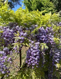 Wisteria-floribunda-Black-Dragon-3