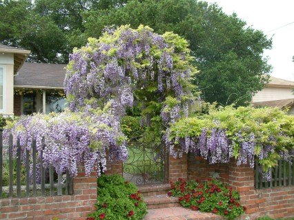 Wisteria-sinensis-Chinese-Wisteria3