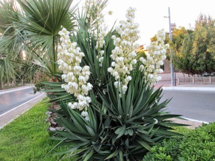 Юкка нитчаста (Yucca) [2-річна з відкритим коренем]