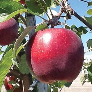 Яблуня Моді (Modi) [1-річна з відкритим коренем]