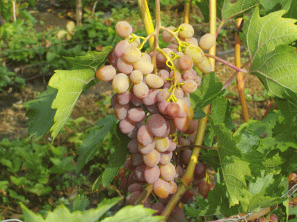 Yubiley-Khersonskogo-Dachnika-06