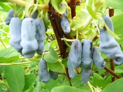 ZHimolost-Doch-Velikana-4