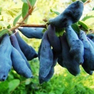 Жимолость їстівна Дочка Великана [1-річна, контейнер 0.5л]