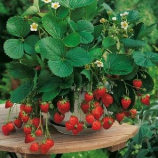 Суниця Олександрія (Alexandria)