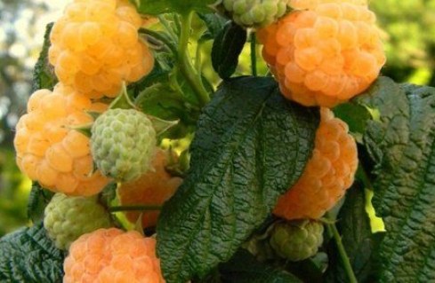 a05a1fc06b7cbf9b3e156d2c5782c240