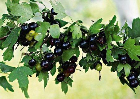 Золотиста смородина Ермак