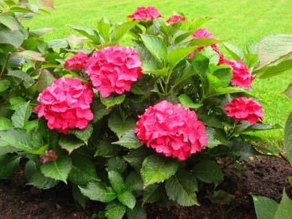 Гортензія крупнолистова Ред Сенсейшен (Red Sensation) 